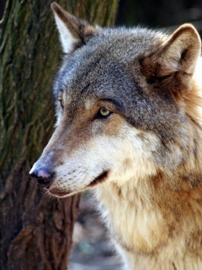 Vlasta Pospíchalová - Kdopak by se vlka bál