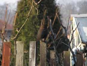 Svět zvířat - Na plotě