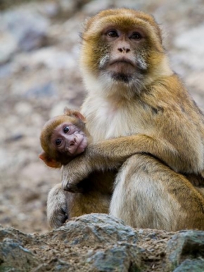 Svět zvířat - Opičí láska