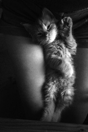 Svět zvířat - Malé kotě mňau mňau...