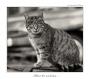 Aleš Bican - When the cat looks