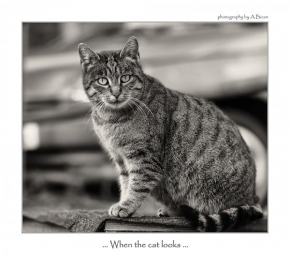 Svět zvířat - When the cat looks