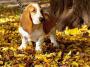 Basset hound