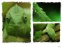 Dotek chameleona