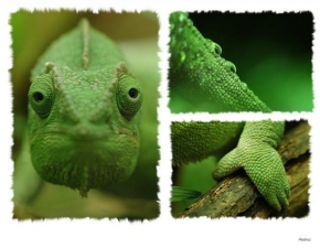 Svět zvířat - Dotek chameleona