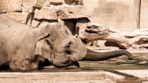 Svět zvířat - Slon s mokrým nosem