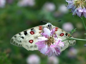 Dal Gard - Motýl Apollo