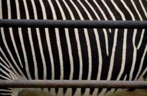 Svět zvířat - Striped