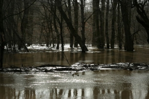 Voda je živel - Luzny les