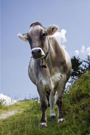 Svět zvířat - Alpská kráva