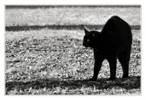 Svět zvířat - Černá kočička