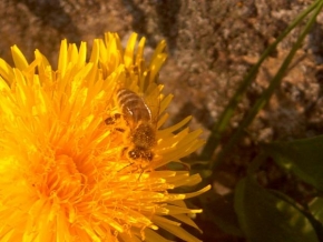 Svět zvířat - Včela