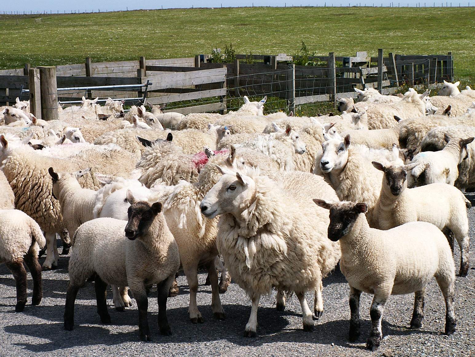 Ovečky na Shetlandech