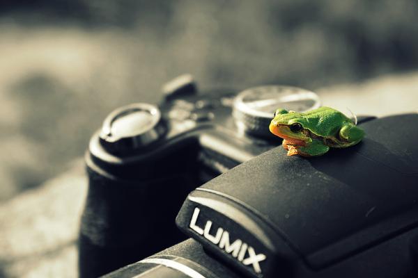 Dychtivý zelený fotograf