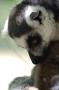 Lemur