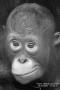 Miroslav Štika - ZOO UL