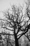 Shadow tree