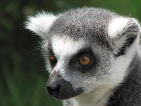 Svět zvířat - Lemur