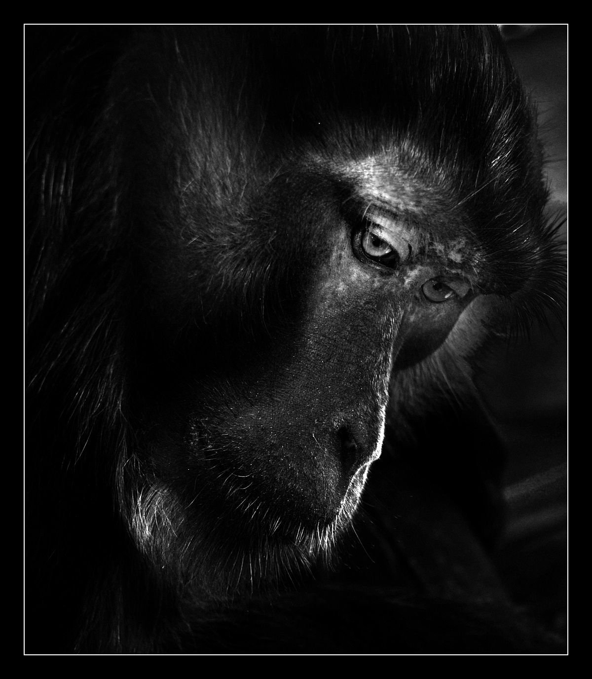 Opičí portrét