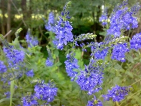 Život květin - Blue flowers