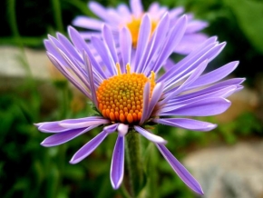 Život květin - Fialová kráska