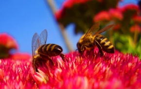 Krásy české a slovenské krajiny - Usilovné včely