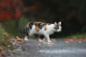 Fotograf roku v přírodě 2010 - Kočka-jak to ladí s listím