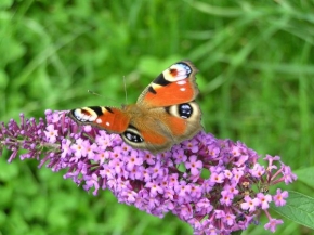 Život květin - Motýl neodolal vůni