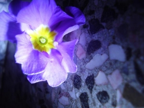 Život květin - Primulka aneb PetrKlíč