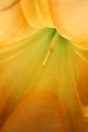 Život květin - Žlutá