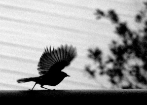 Černobílá poezie - Fotograf roku - Kreativita - Černobílý odlet