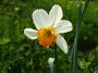 Narcis