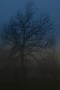 Strom