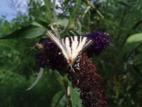Život květin - Motýl