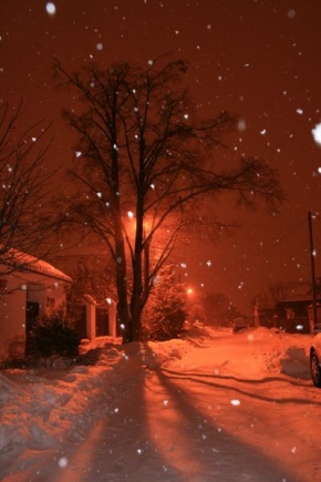 Dlouhé noci a život po setmění - Strom při sněžení