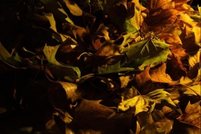 Milan Říha - Podzim pod lampou
