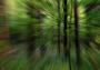 In Forest