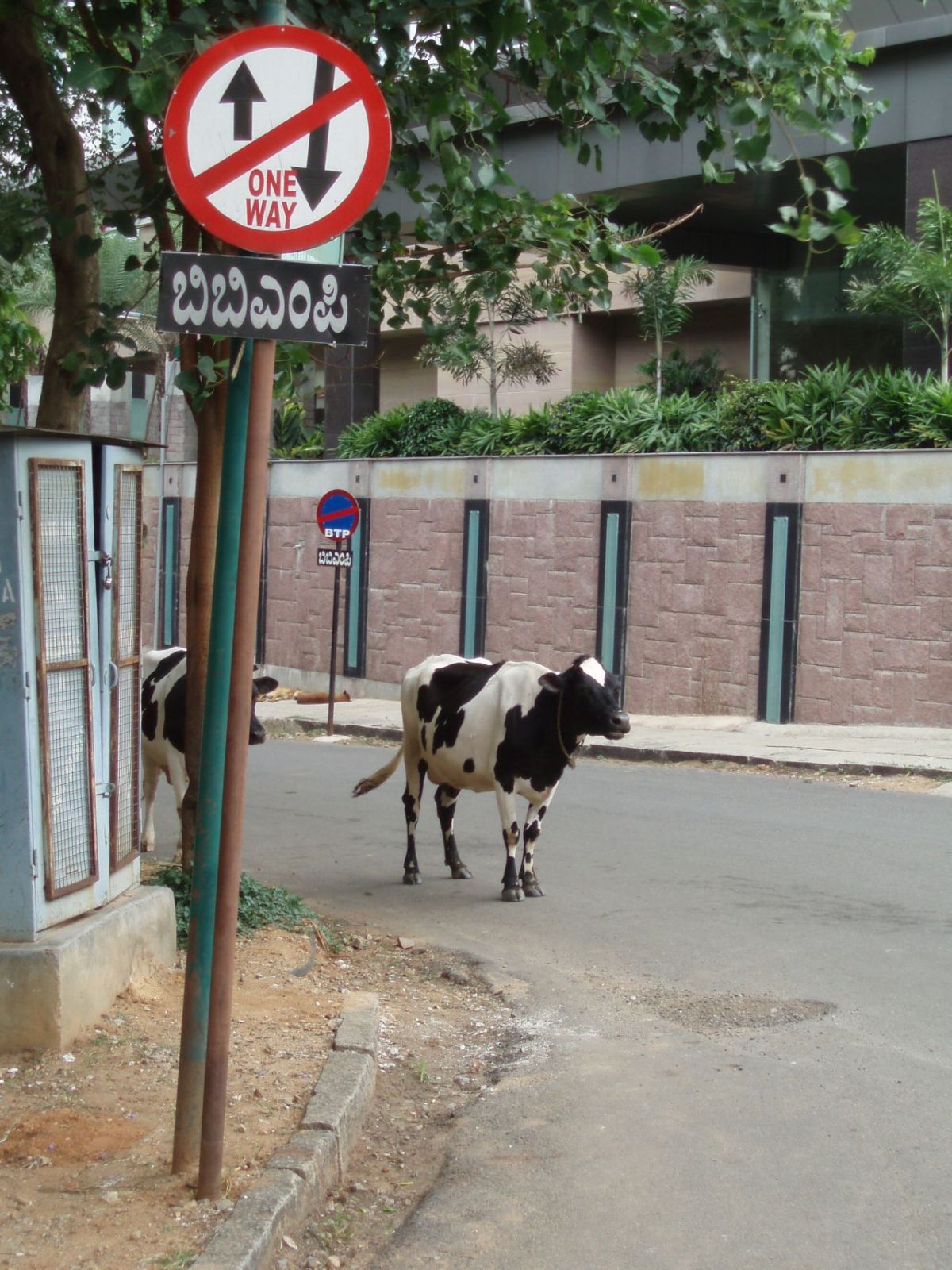 Krávy v jednosměrce