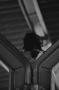Curious raven