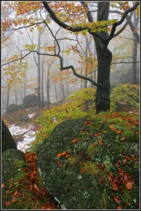 Fotograf roku v přírodě 2010 - Podzimní