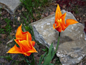 Barevná abstrakce - Dva tulipány