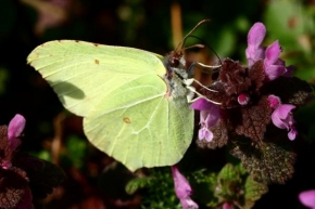 Fotograf roku v přírodě 2010 - Motyl