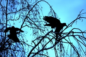 Fotograf roku v přírodě 2010 - Ptaci