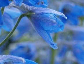 Život květin - Modrá symfonie