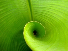 Život květin - Fotograf roku - Kreativita - Zelená spirála