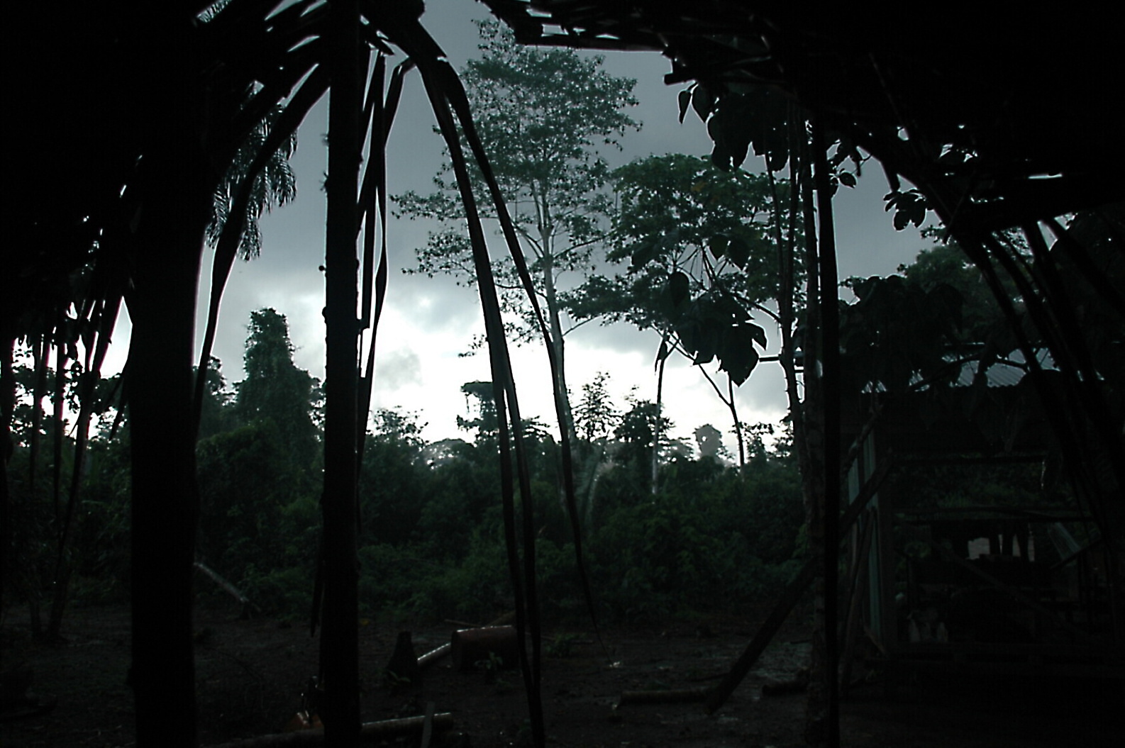 Džungle kolem řeky Cuyabeno