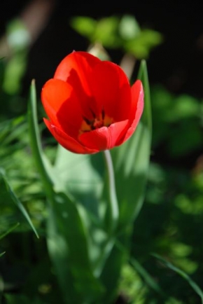 Život květin - Tulipán ...