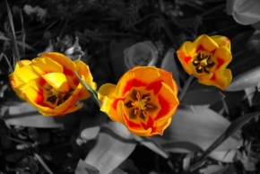 Život květin - Tulipány ...