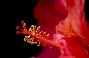Život květin - Hibiscus