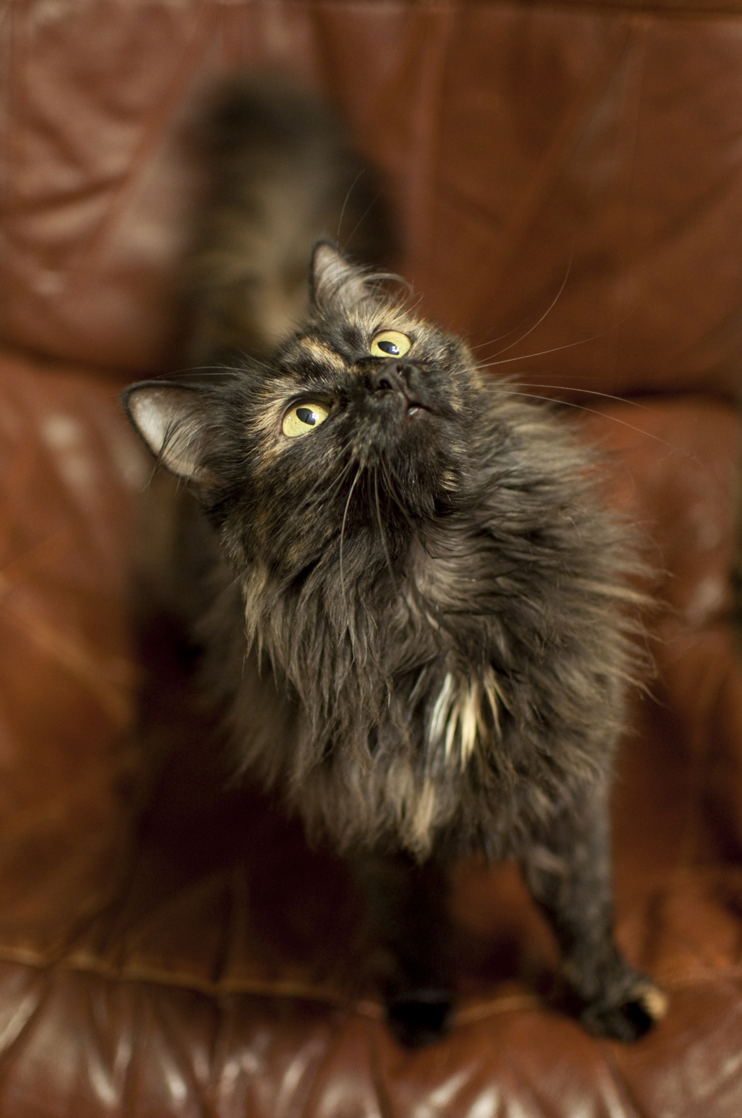 Kočičí portrét